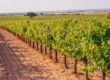 Viñedos Bodegas Martínez Sáez