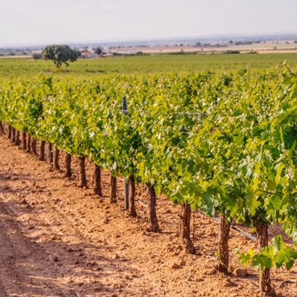 146 Viñedos Bodegas Martínez Sáez