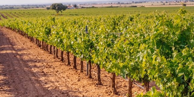 146 Viñedos Bodegas Martínez Sáez