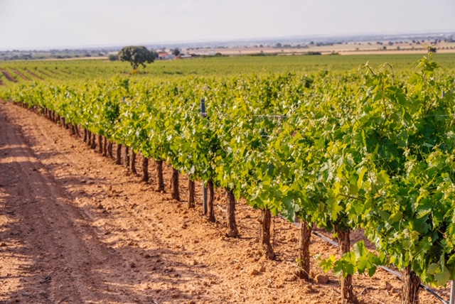 Viñedos Bodegas Martínez Sáez